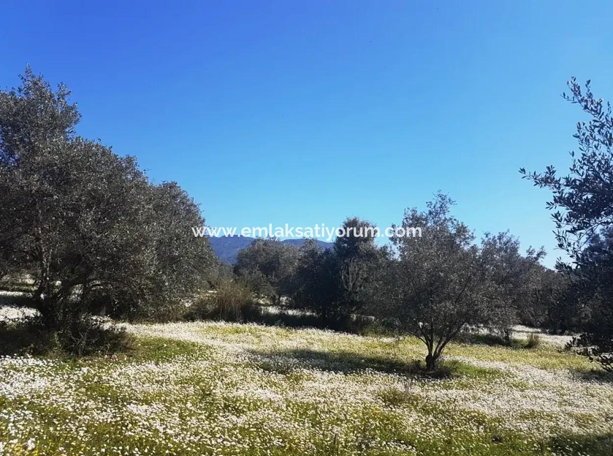 Grundstück E.p. Mit Seeblick Im Gebiet Köycegiz Zeytin