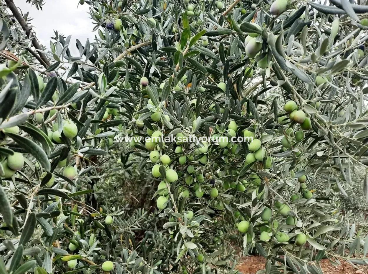 Land Mit Seeblick Zum Verkauf In Köycee'iz Zeytin Bereich