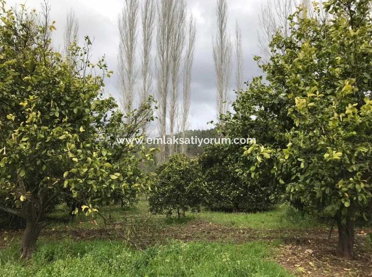 Beyoba 19570 M2 Fruchtbares Land Zum Verkauf In Koycegiz