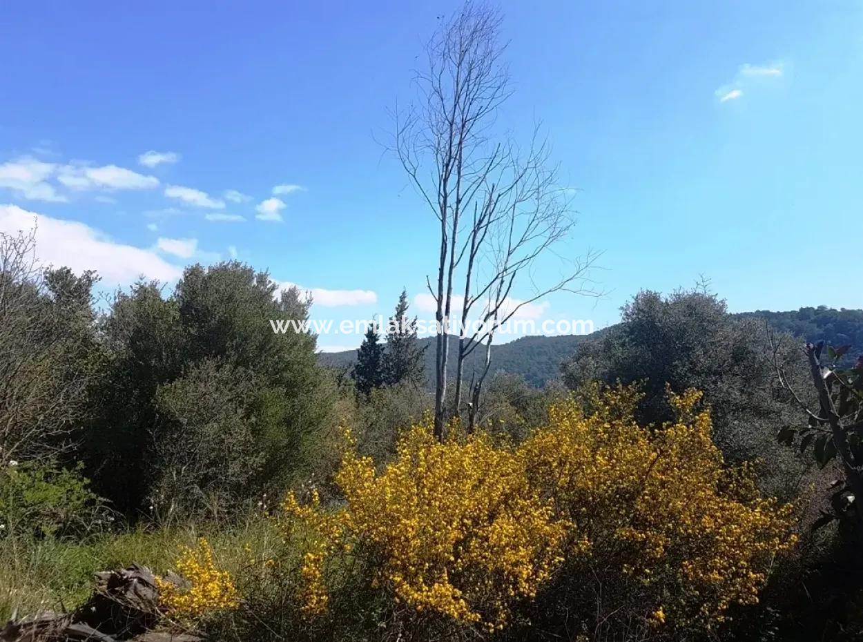 Ausgezeichnete Grundstück Zum Verkauf Schnäppchen, 2616 M2 Einfamilienhaus-Parzellen 6