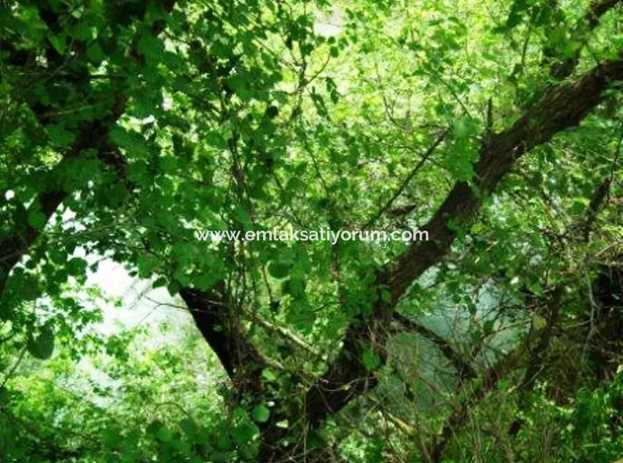 Oriya Fevziye Für Verkauf Schnäppchen Landen, Geeignet Für Investition, 1500 M2