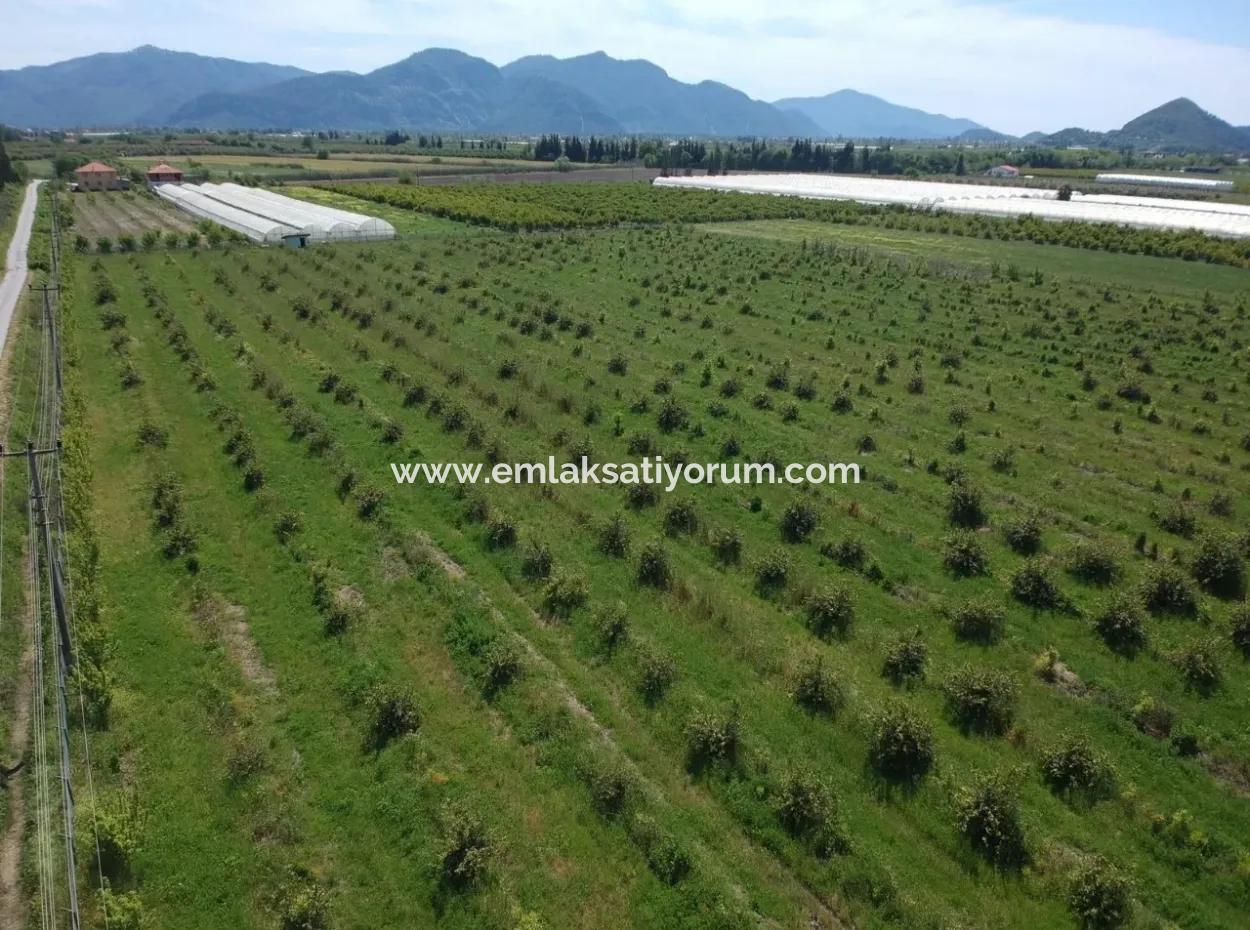 Oriya 26700 M2 Großen, Angelegten Garten Zitrone Eskiköy Auch Zum Verkauf