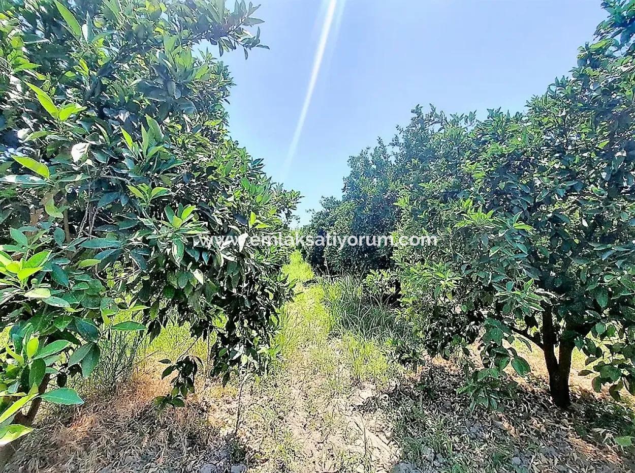 Freistehende Eigentumsurkunde In Der Nähe Des Sees In Köyceğiz 2 650 M2 Zitrusgarten Zum Verkauf Oder Tausch