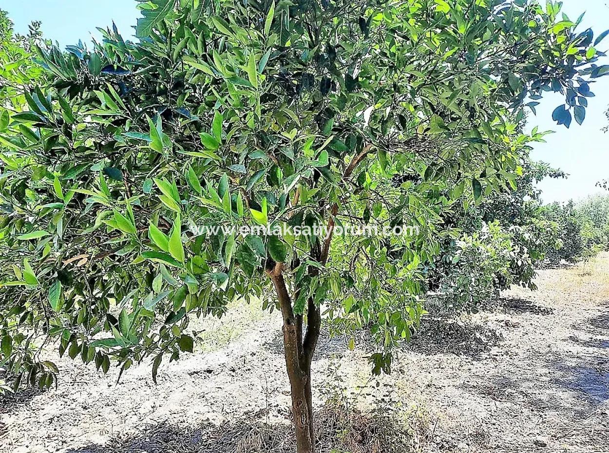 Freistehende Eigentumsurkunde In Der Nähe Des Sees In Köyceğiz 2 650 M2 Zitrusgarten Zum Verkauf Oder Tausch