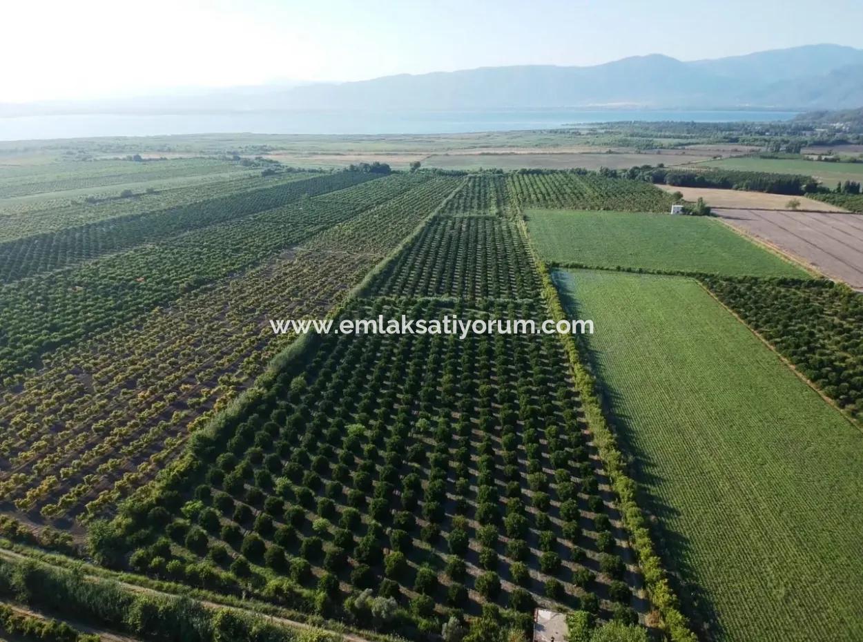 Oriya Tepearasi Zum Verkauf In Zitrus-Garten