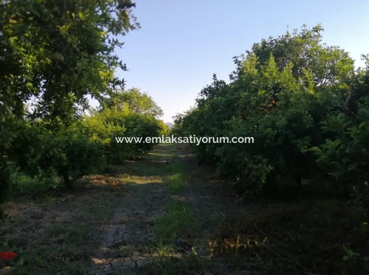 Garten Zum Verkauf In Oriya Tepearasi