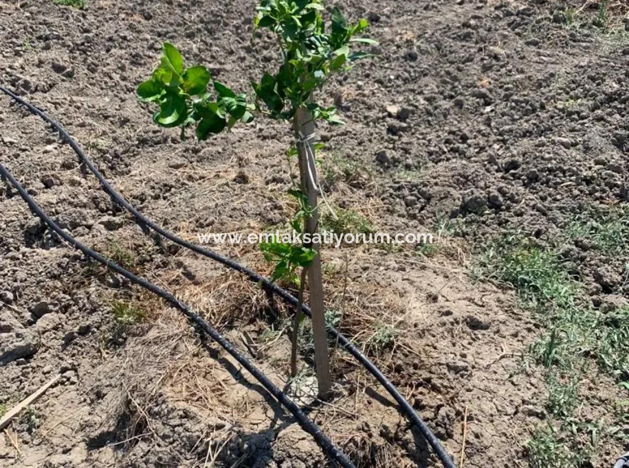 7300 M2 Zitronenfeld Zum Verkauf In Mugla Ortaca Tepearasi