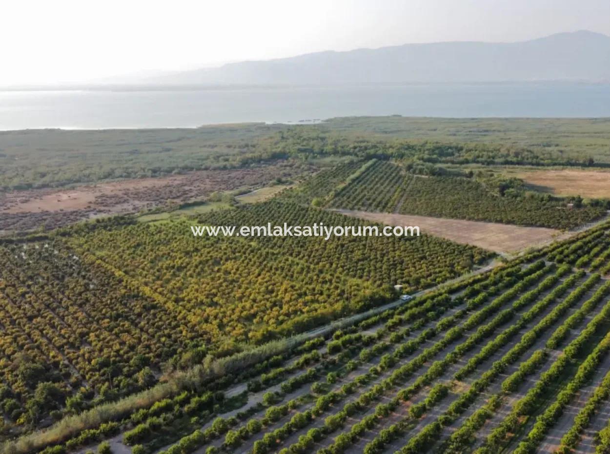 Granatapfelgarten Zum Verkauf In Mugla Ortaca Tepearasi