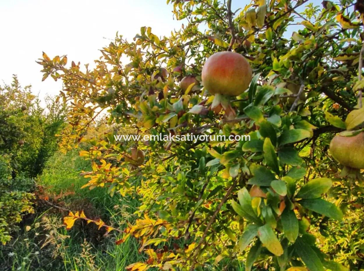 Granatapfelgarten Zum Verkauf In Mugla Ortaca Tepearasi