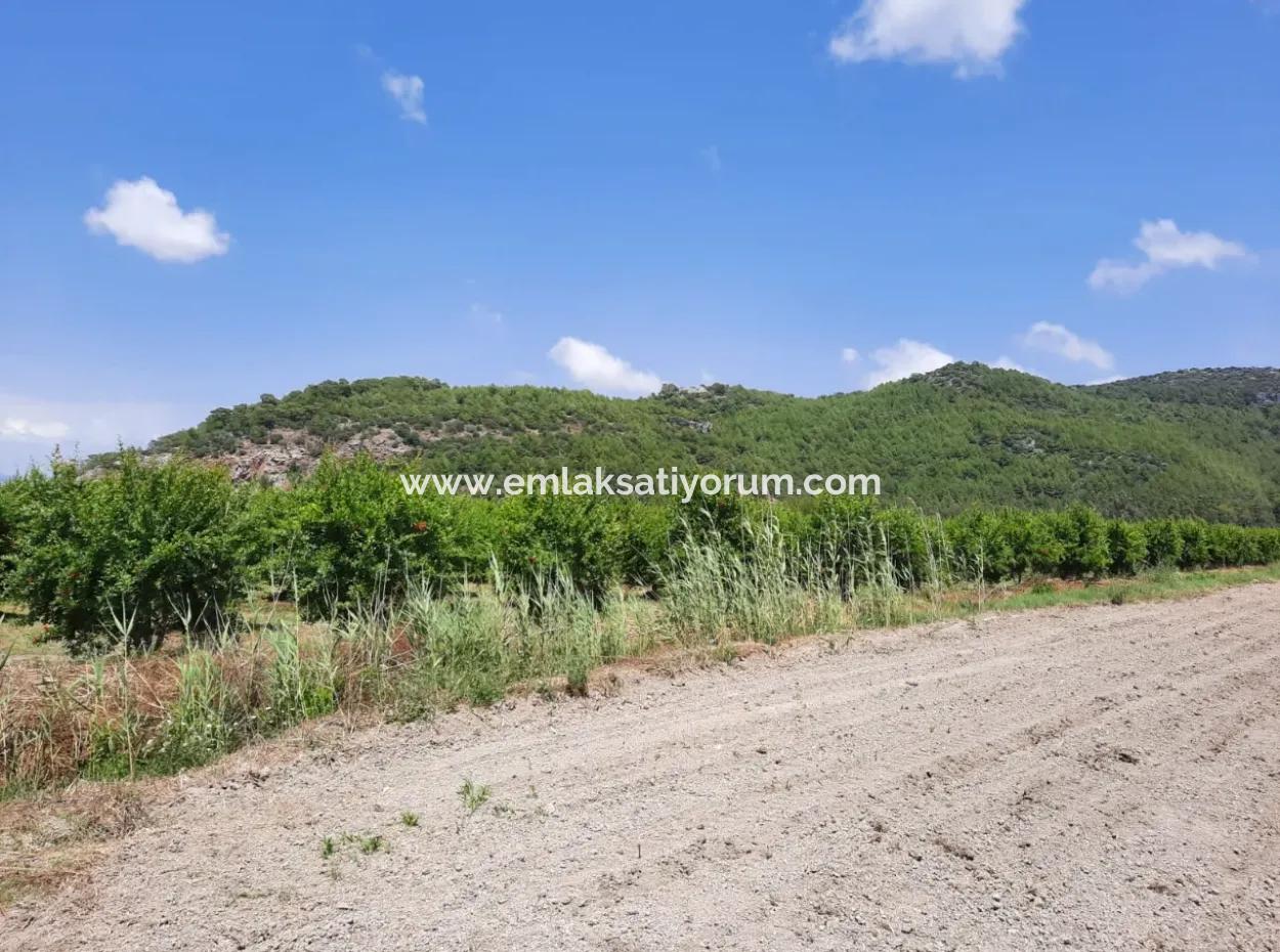 Fruchtbares Land Zu Vermieten In Ortaca Güzelyurt