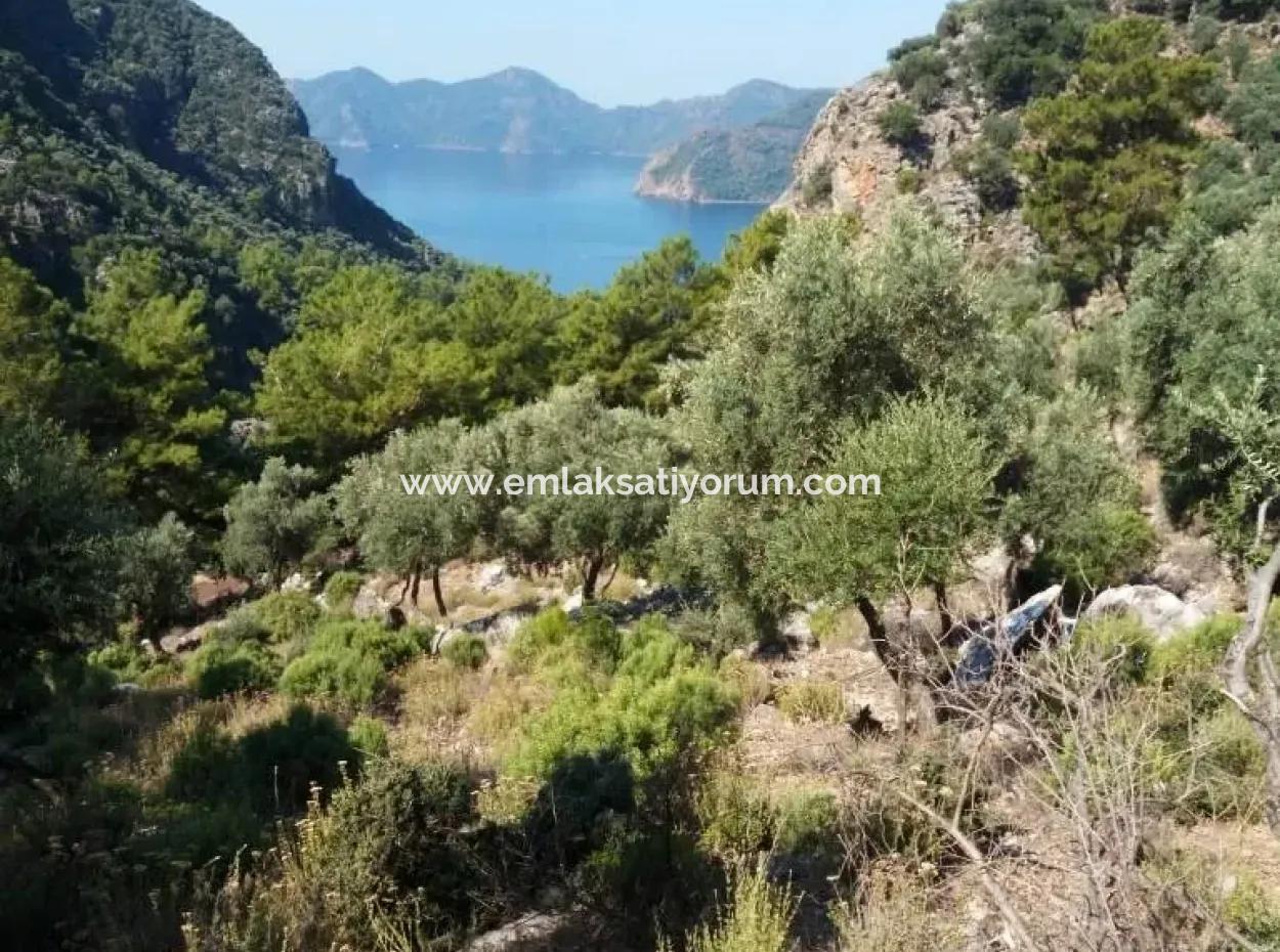 Olivenhain Mit Meerblick Zum Verkauf In Köyceğiz Ekincik