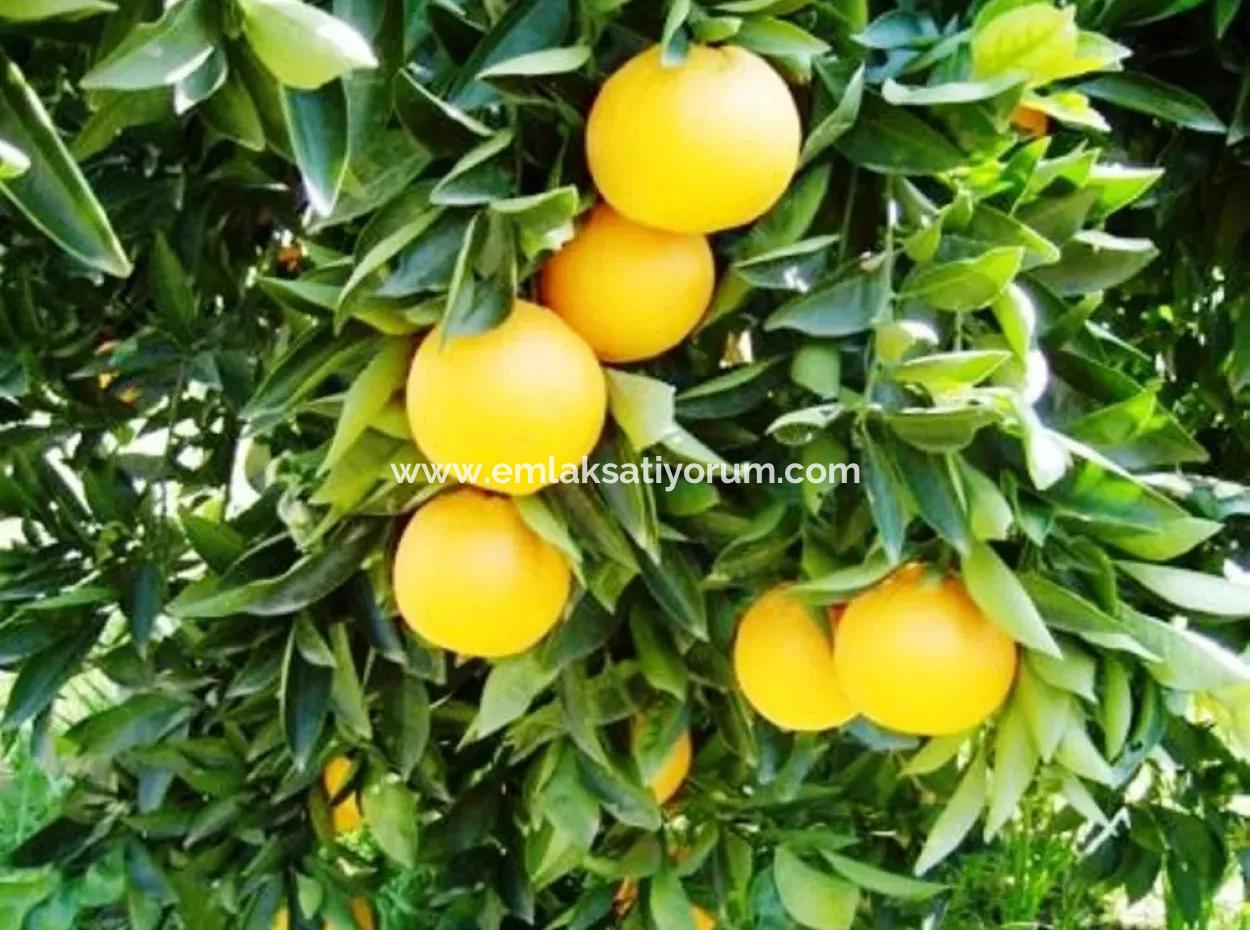 Bogenschützen Sind Auch Billig Grundstücke Zum Verkauf