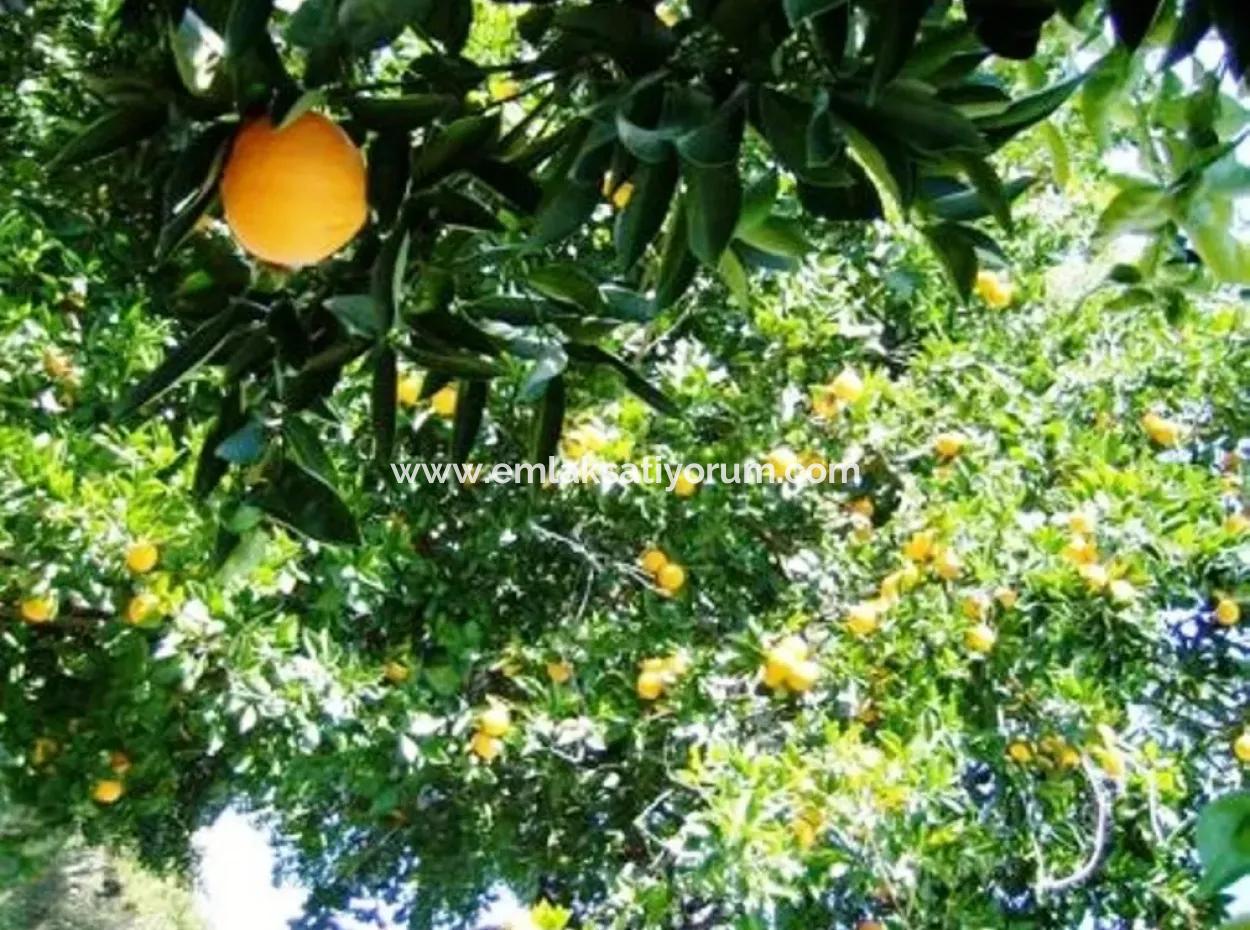 Bogenschützen Sind Auch Billig Grundstücke Zum Verkauf