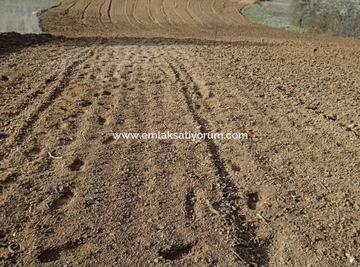 Freistehendes, Fruchtbares, 3 500 M2 Flaches Grundstück Zum Verkauf In Acıpayam Çakır