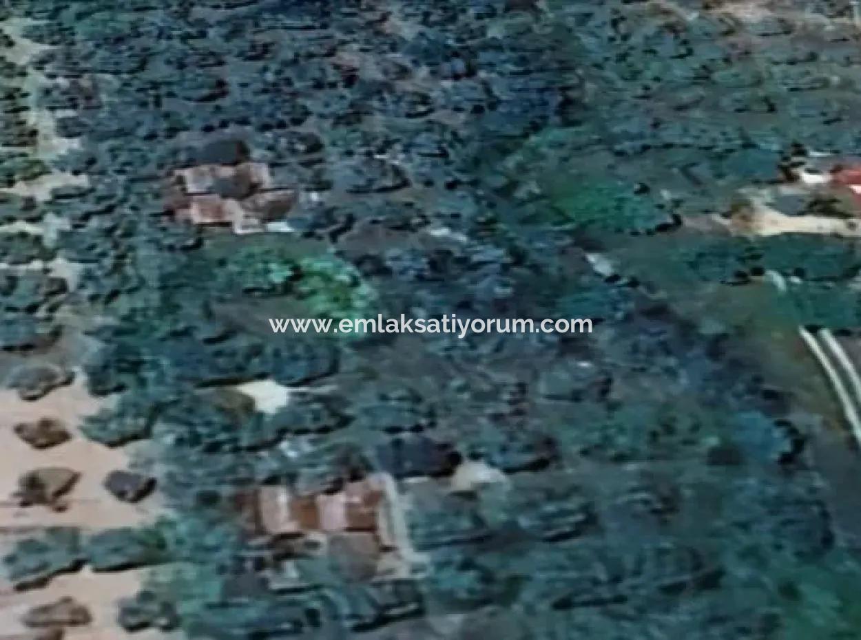 6350 M2 Feld Zum Verkauf In Muğla Menteşe Kafaca