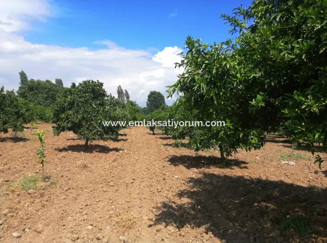 Bauernhof Zum Verkauf In Köyceğiz Beyoba Schnäppchen