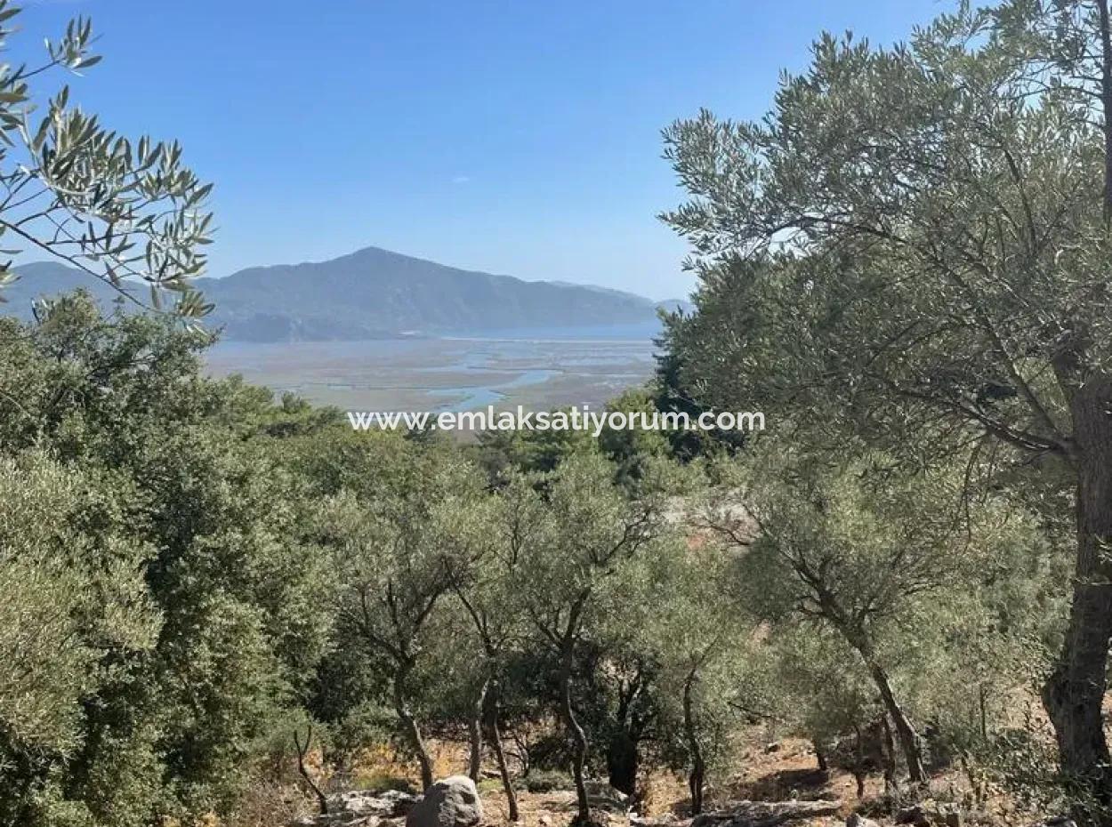 5000 M2 2B Feld Zu Verkaufen