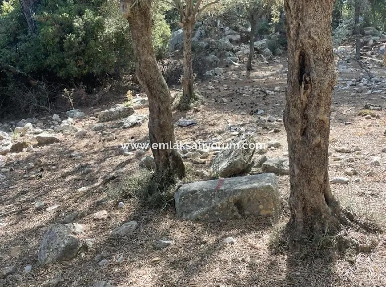 5000 M2 2B Feld Zu Verkaufen