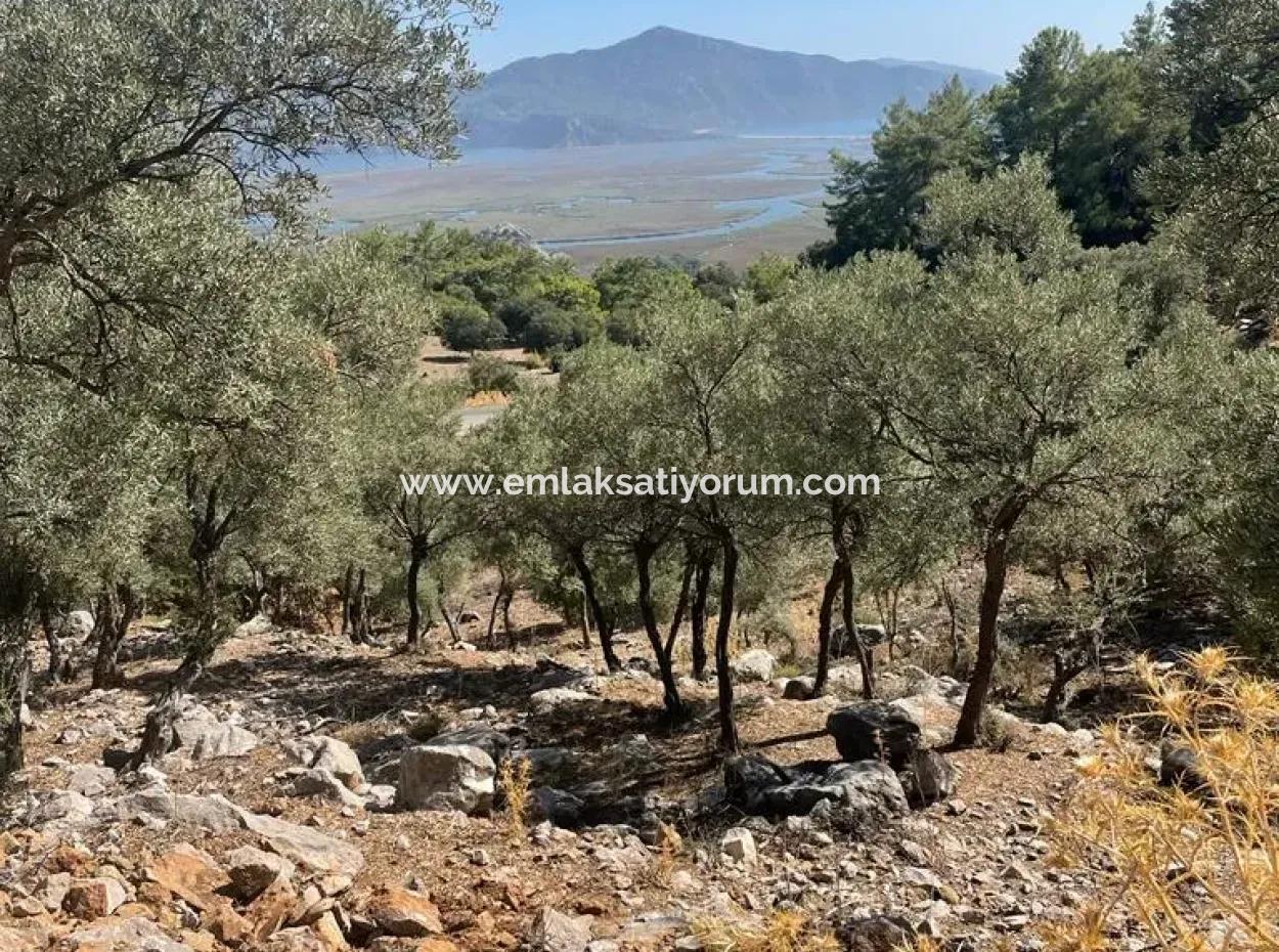 5000 M2 2B Feld Zu Verkaufen