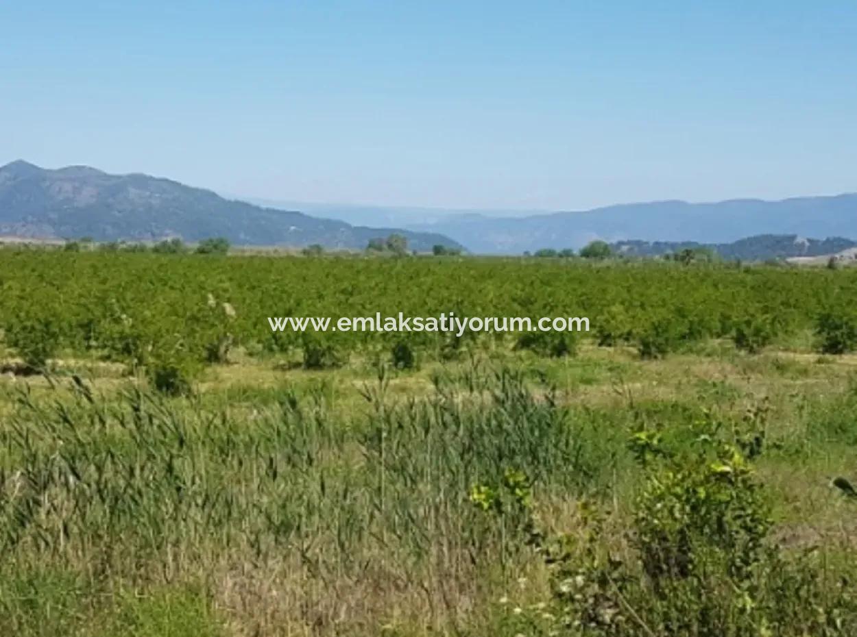 Garten Der Granatäpfel Zum Verkauf In Dalyan