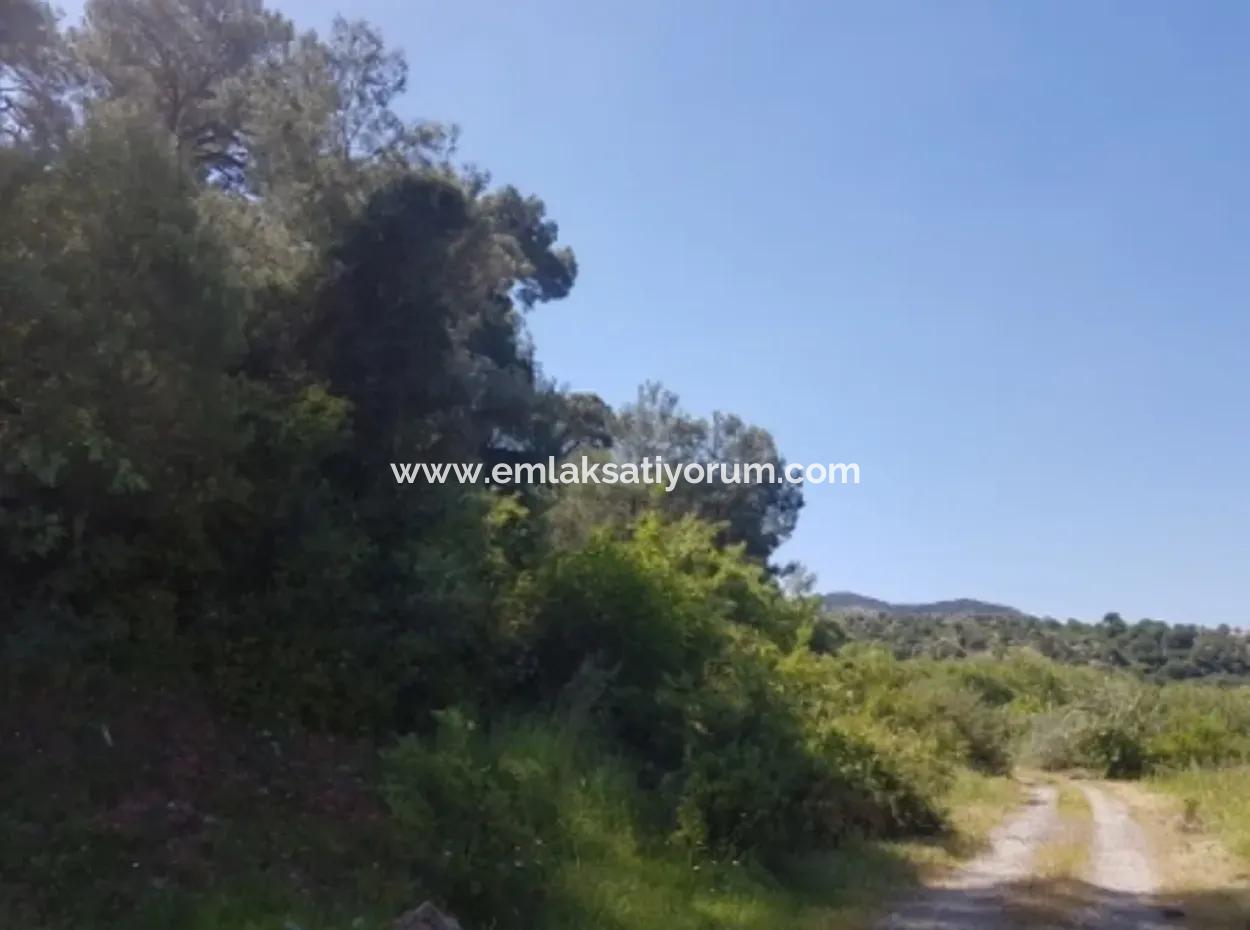 Garten Der Granatäpfel Zum Verkauf In Dalyan