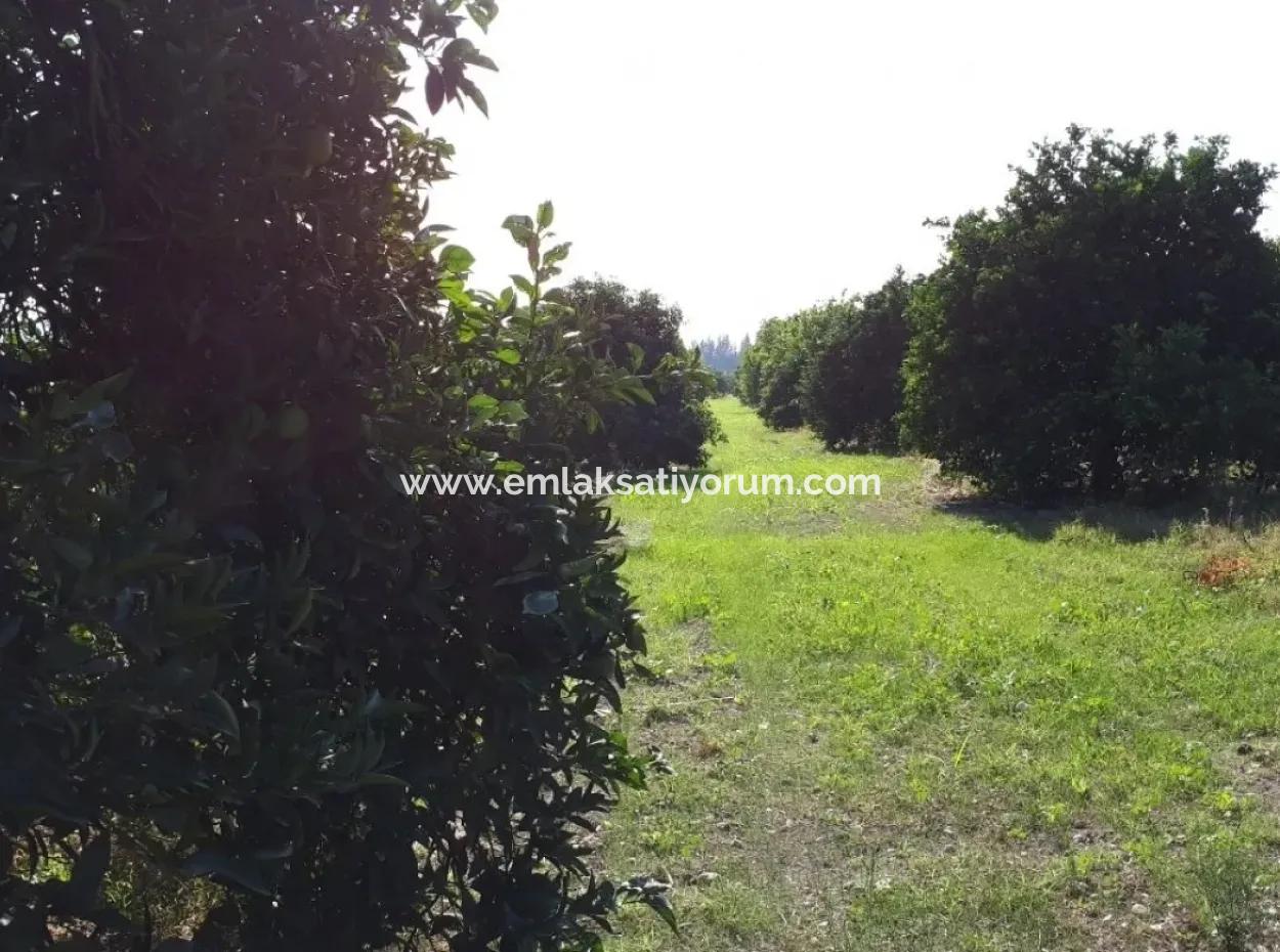 Tepearasi Schnäppchen Für Verkauf In Orange Grove