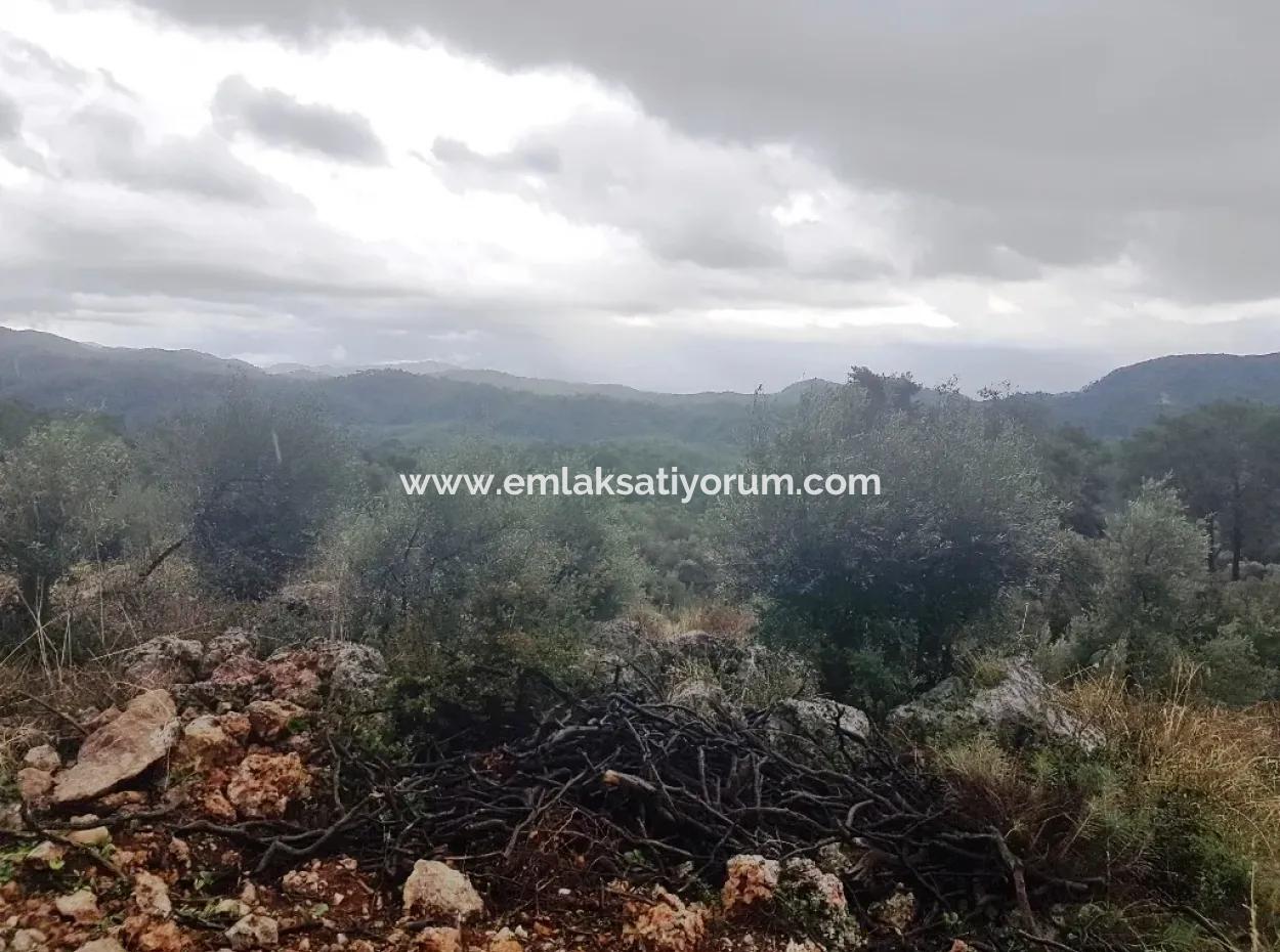 Wildblumen Zum Verkauf An Schnäppchen Göcek Inlice