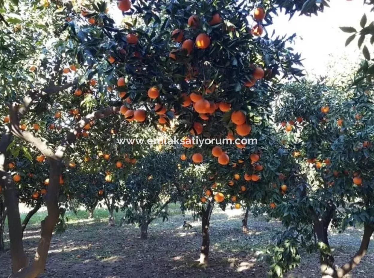 Garten Zum Verkauf In Köyceğiz Dorf