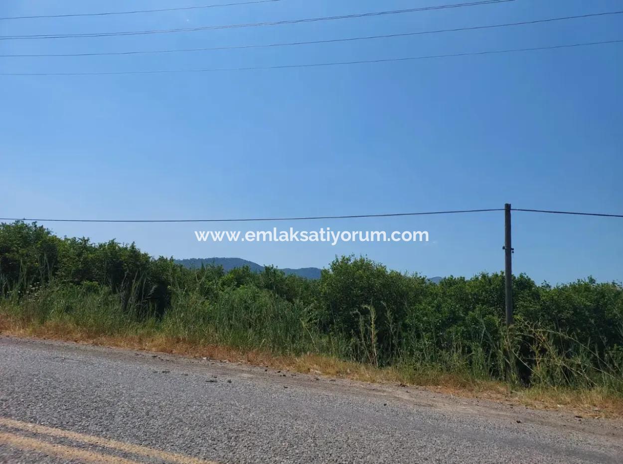 Muğla Ortaca Ekşiliyurtta Roadfront 7.000 M2 Zitronengarten Zu Verkaufen