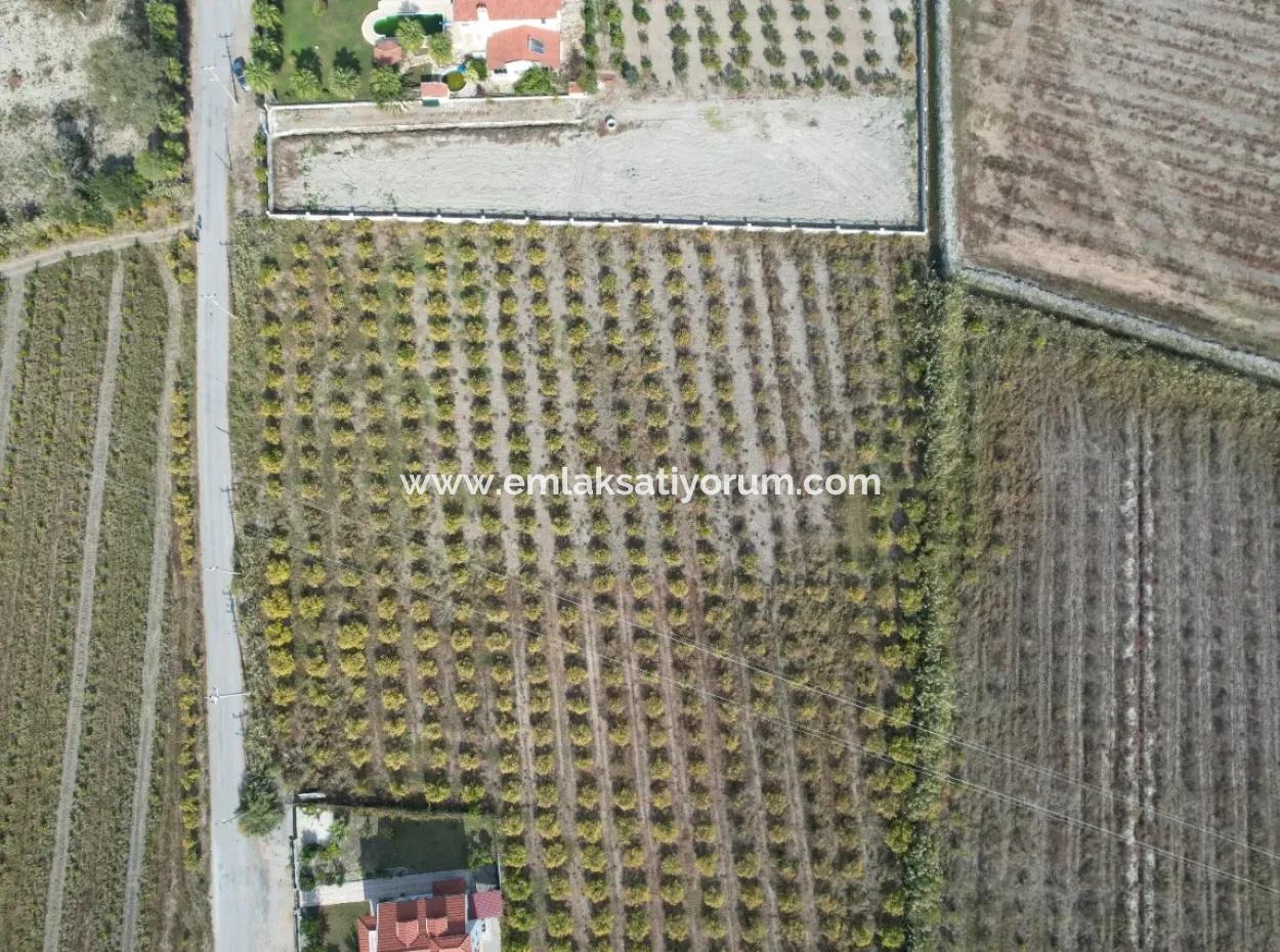 Muğla Dalyanda Kanal 2. Parzelle Freistehend 5.000 M2, 250 M2 Grundstück Mit Baurecht Zu Verkaufen