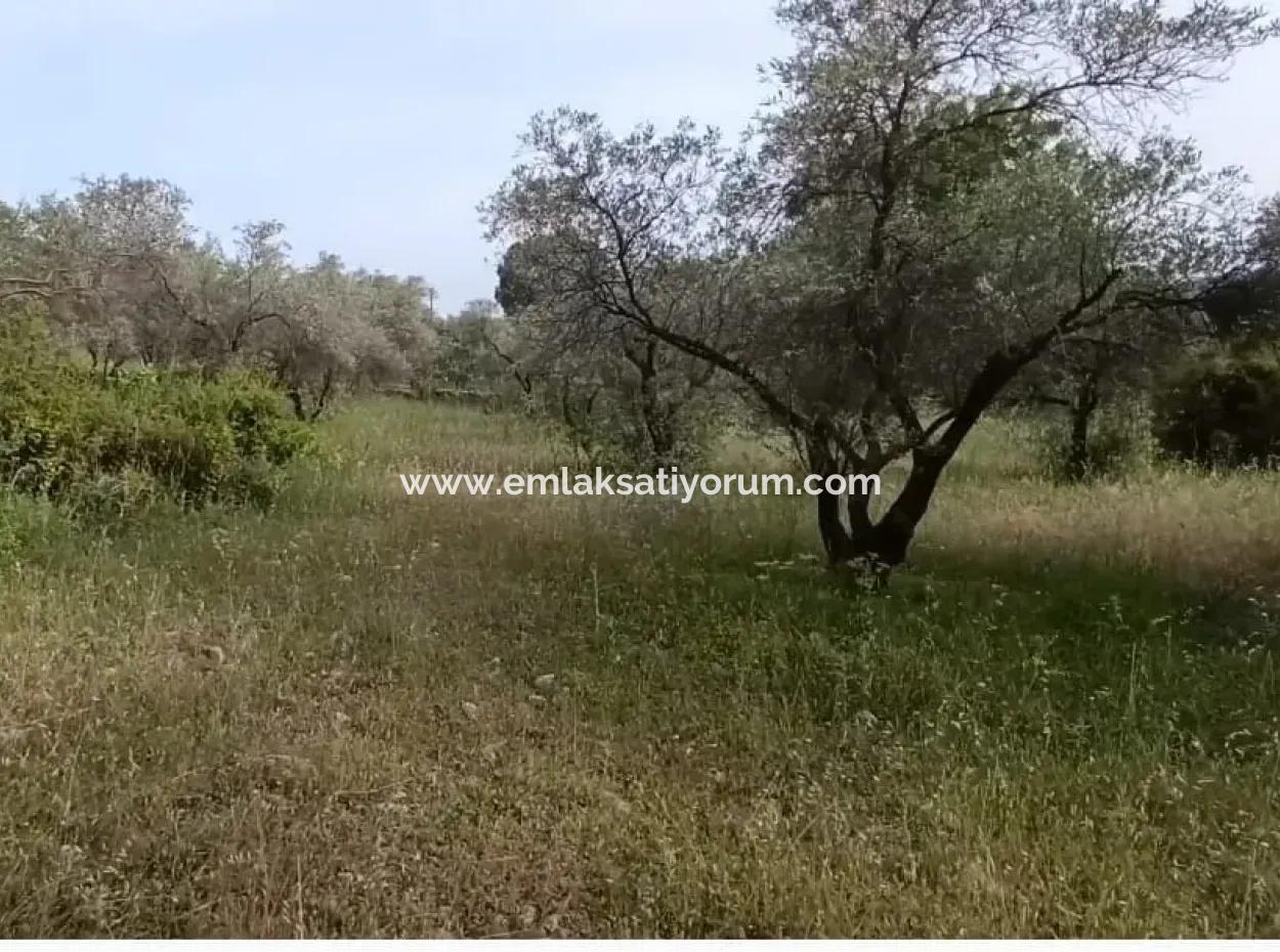 1272M2 Land Im Dorf Muğla Menteşe Yaraş Steht Zum Verkauf.   