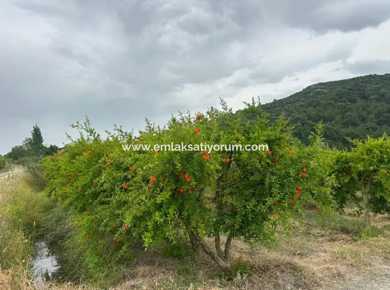 6 250 M2 Gepflegter Schnäppchen-Granatapfelgarten Zum Verkauf In Dalyan, Muğla