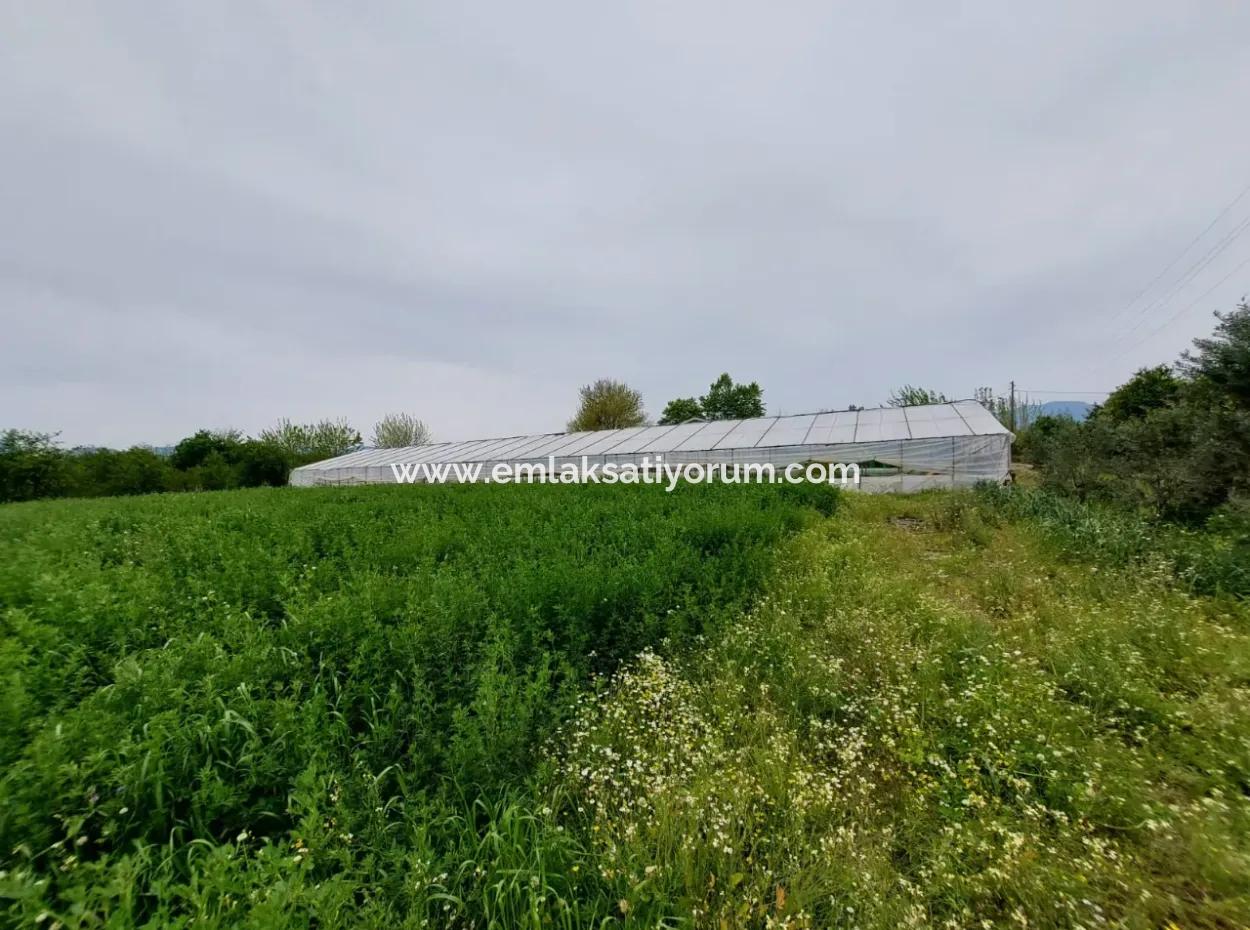 Dorfhaus Und Bauernhof Zum Verkauf Auf 6.650 M² Fruchtbarem Land In Muğla Köyceğiz Pappel