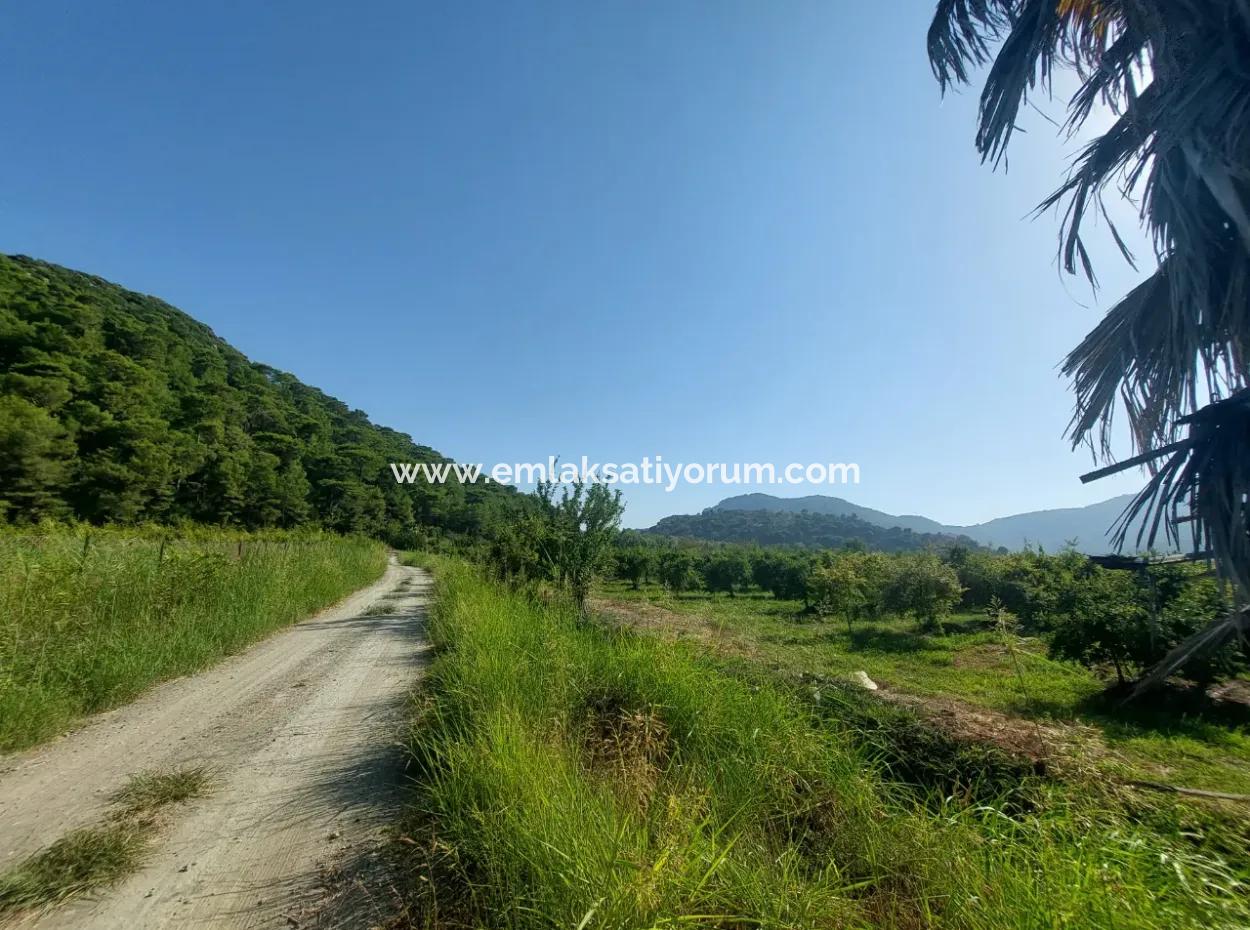 73.500 M² Granatapfelgarten, Geeignet Für Investitionen In Ortaca Dalyan Zu Verkaufen
