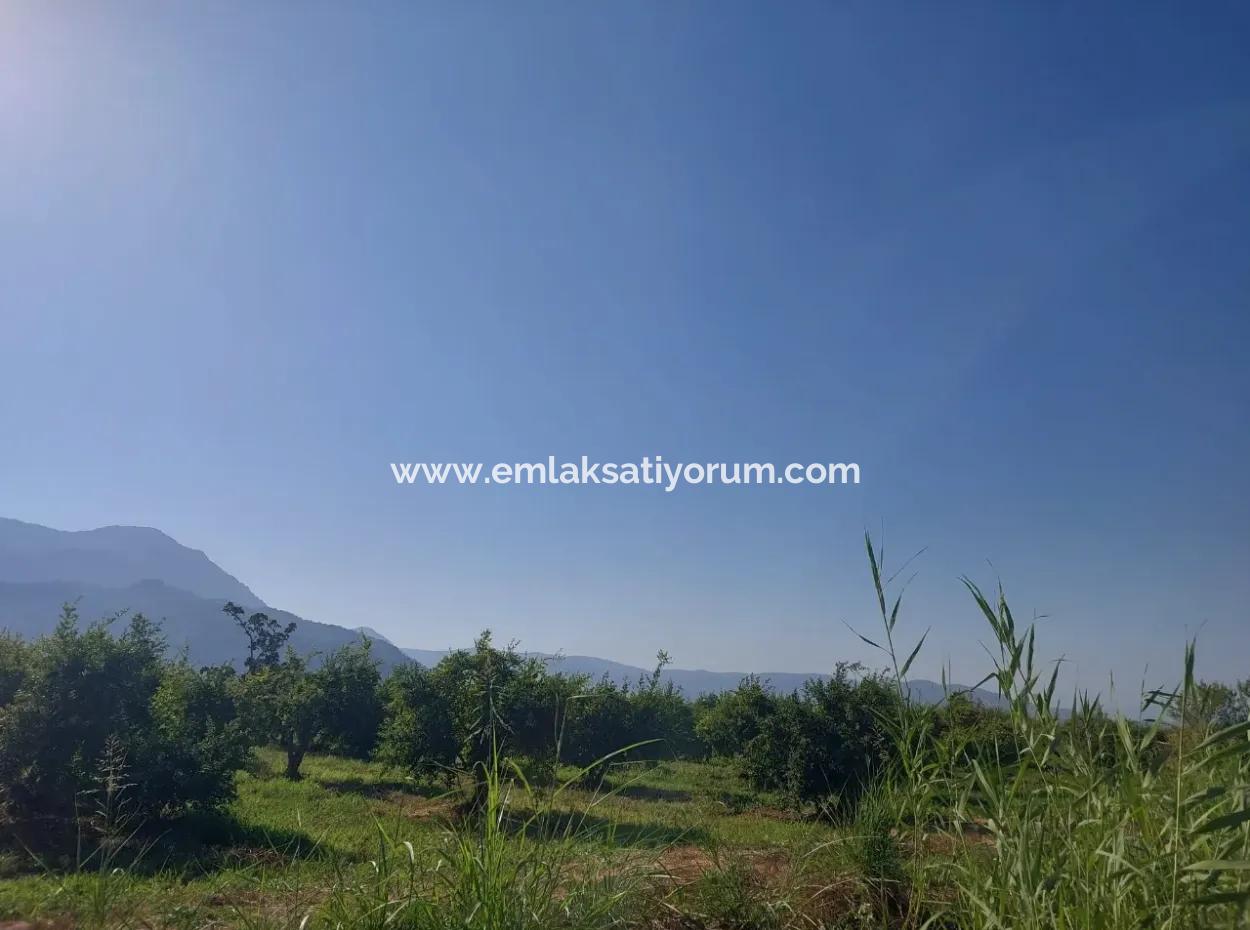 73.500 M² Granatapfelgarten, Geeignet Für Investitionen In Ortaca Dalyan Zu Verkaufen