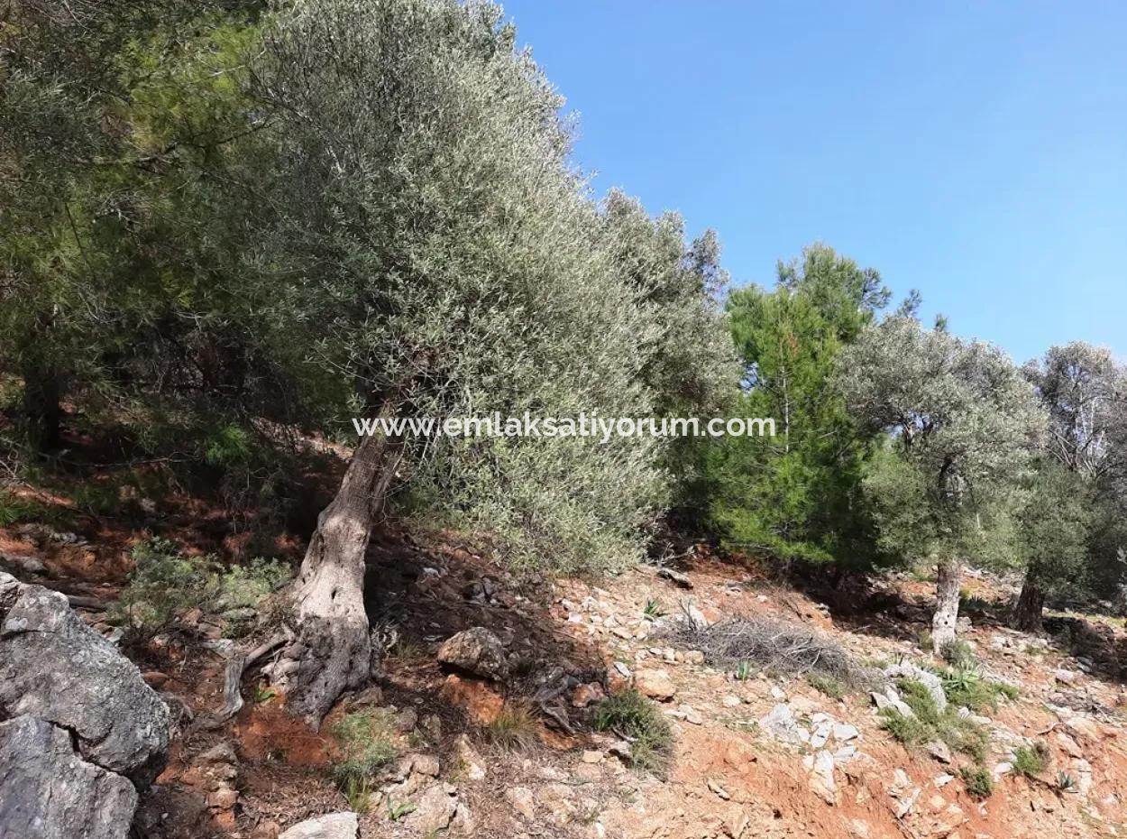 Das Besitzrecht An 3 100 M2 Treasury Land In Muğla Ortaca Dalyan Gökbel Wird Übertragen