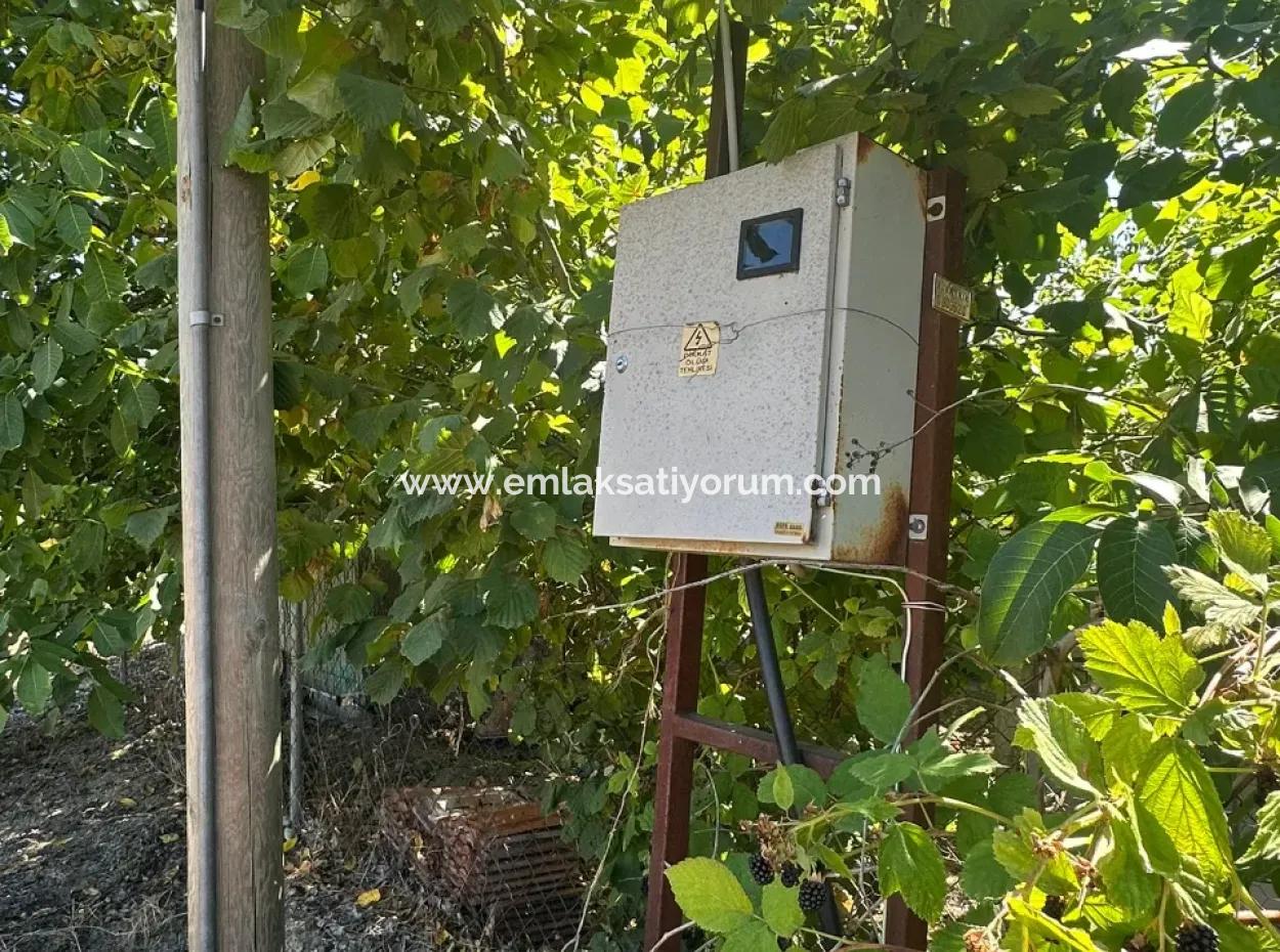 3070 M2 Walnussgarten Zum Verkauf Am Rande Der Hauptstraße In Denizli Çameli