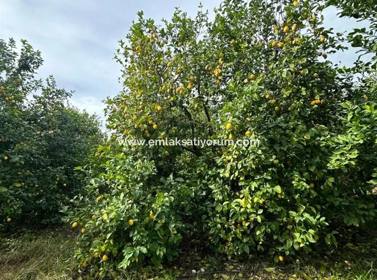 18 Hektar Land Zum Verkauf In Muğla Ortaca Akıncı