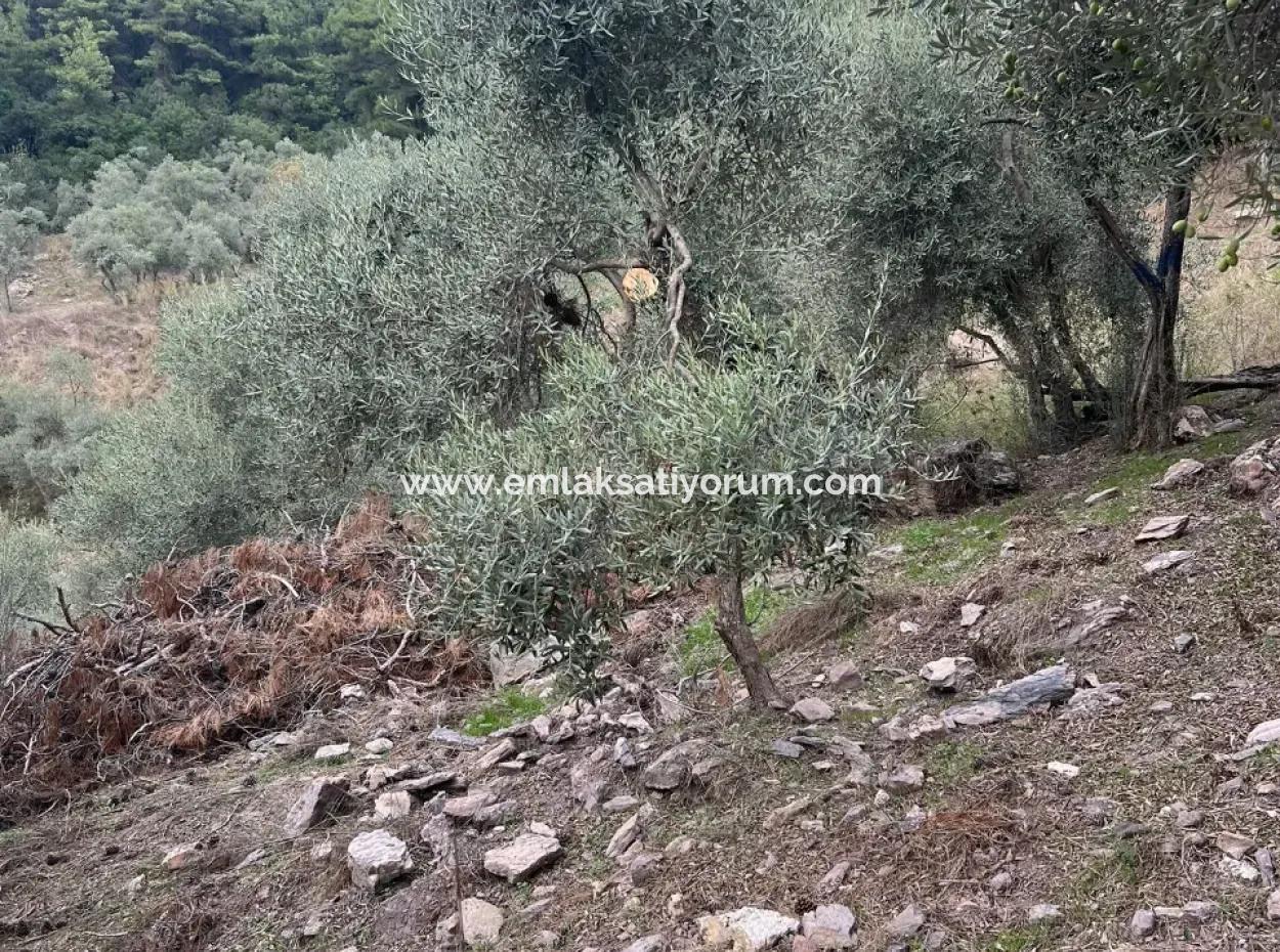 1.025 M2 Qualifiziertes Olivenhain-Land In Muğla Milas Çakıralan Steht Zum Verkauf
