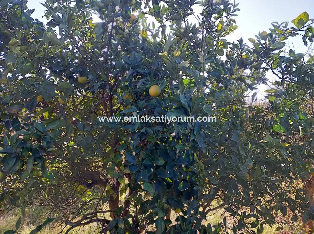 4.500 M² Grundstück Mit 150 M² Baurecht In Muğla Dalyan Zum Verkauf Oder Tausch Gegen Villa Von Dalyan