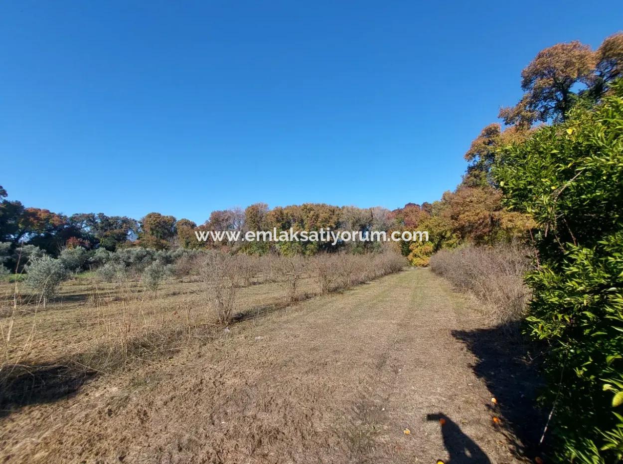 Ein Schnäppchen, Das Für Investitionen In Muğla Dalyan Geeignet Ist, 4.000 M² Land Am Wald Steht Zum Verkauf