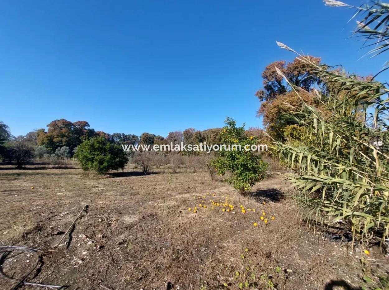 Ein Schnäppchen, Das Für Investitionen In Muğla Dalyan Geeignet Ist, 4.000 M² Land Am Wald Steht Zum Verkauf