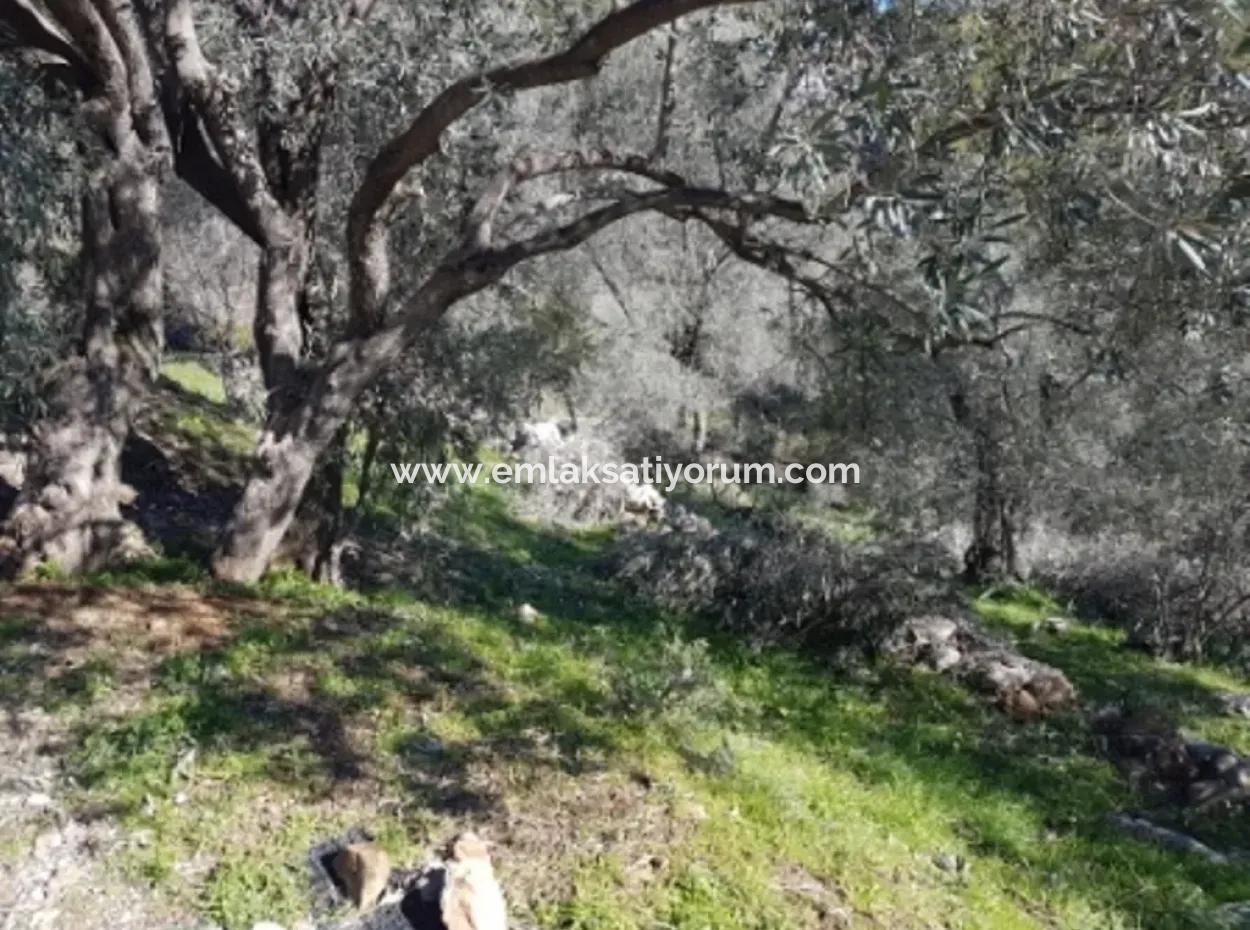 Meerblick Land Zum Verkauf In Göcek Gökçeovacık