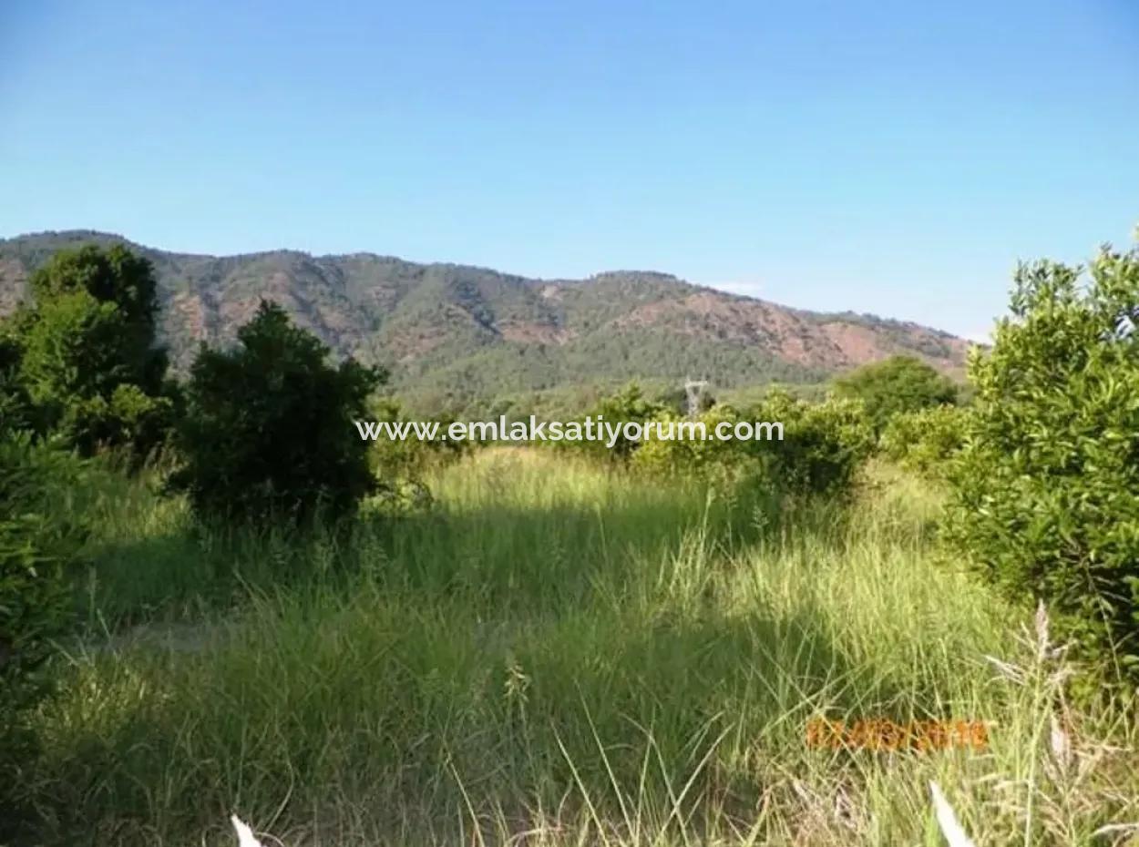 Zitrus Garten Zum Verkauf In Köyceğiz Dogusbelen Schnäppchen