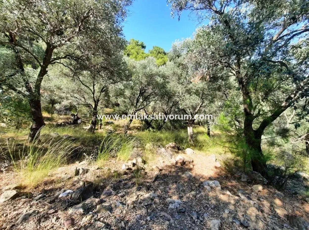 400 M2 Grundstück Zu Verkaufen Schnäppchen Ortaca Sarıgerme