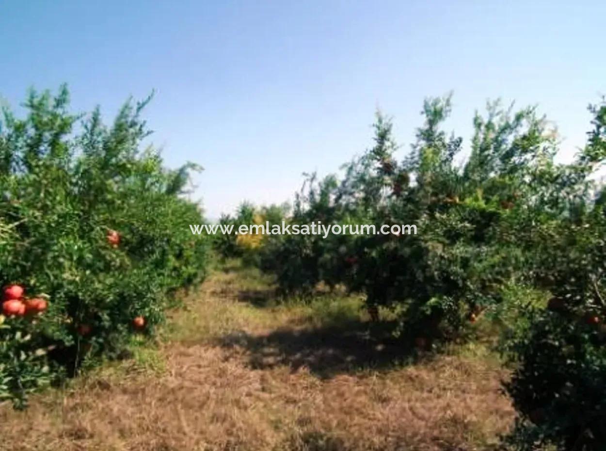 Eskikoy Für Verkauf Schnäppchen Ortaca Im Granatapfel-Gärten