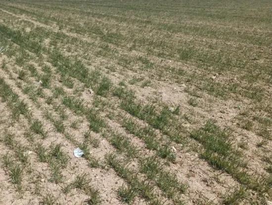 Konya Kadinhani Baskuyu 650.000 M2 Schnäppchenland Zum Verkauf