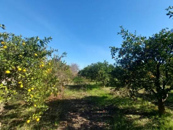 4.500 M² Grundstück Mit 150 M² Baurecht In Muğla Dalyan Zum Verkauf Oder Tausch Gegen Villa Von Dalyan