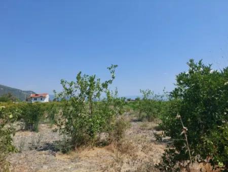 5.200 M² Zitronen- Und Orangengarten Zu Vermieten In Dalyan, Muğla