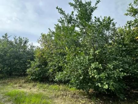 18 Hektar Land Zum Verkauf In Muğla Ortaca Akıncı